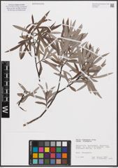 Foto von Salix eleagnos subsp. eleagnos Scop.